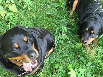 Die Rottweiler "Max" (links) und "Alfons" haben vor drei Monaten in Ziegelhütten einen neunjährigen Jungen gebissen und schwer verletzt. Jetzt sind die beiden Hunde dem Halter weggenommen worden. Foto: privat