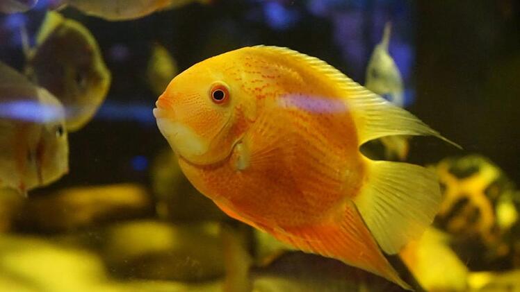 Auch Goldfische sind zu sehen.    Foto: Pascale Ferry