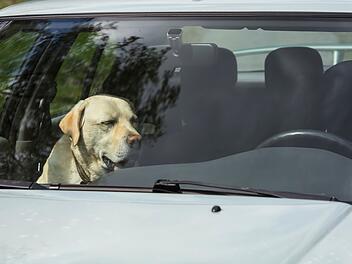 Ein Labrador sitzt an einem heißen Tag in einem Auto.