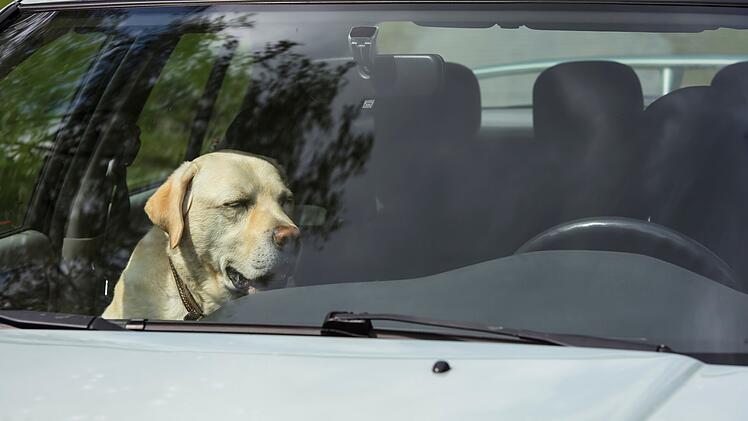 Ein Labrador sitzt an einem heißen Tag in einem Auto.