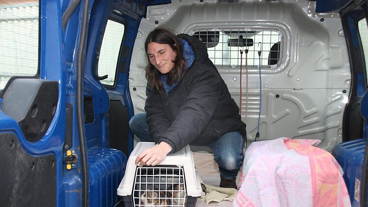 Die beiden Babykatzen namens Ludwig und Lothar hat Angelika Enzmann gerade zu Tierärztin Jutta Lindner gebracht - dazu aber braucht der Tierschutzverein Kulmbach ein fahrtüchtiges Auto! Der vereinseigene Renault war vor sechs Wochen während einer Fahrt buchstäblich in Rauch aufgegangen. Derzeit behelfen sich die Mitarbeiter mit einem Leihfahrzeug des Tierheims aus Pfaffenhofen.Jochen Nützel