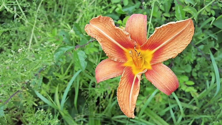 Möglichst nah ans Motiv rangehen.  Foto: Dieter Britz