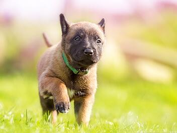 "Das ist wichtig": Tierheim sendet dringenden Hilferuf für seine Hunde