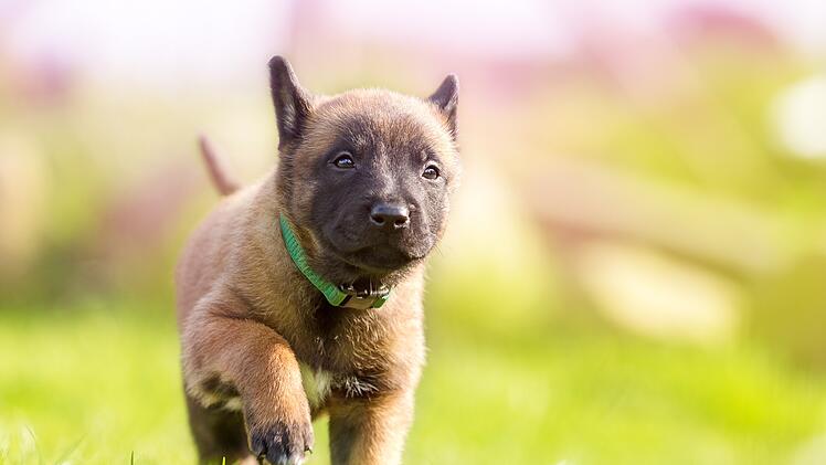 "Das ist wichtig": Tierheim sendet dringenden Hilferuf für seine Hunde
