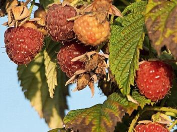Die Himbeere (diese Aufnahme entstand im Gr&uuml;mpeltal bei Wilhelmsthal) ist schon seit dem Altertum als Heilpflanze bekannt. Der Gehalt an Vitamin C, Kalium und Fruchts&auml;uren f&ouml;rdert die Abwehrkr&auml;fte und die Wundheilung, sagen die Fachleute. Im Mittelalter wurde sie vor allem in Kl&ouml;stern kultiviert. Bis in die 1960er Jahre sammelte man im Frankenwald Heidel- und Himbeeren in den W&auml;ldern als Nebenverdienst und f&uuml;r den Eigenbedarf. Foto: Roland Sch&ouml;nm&uuml;ller