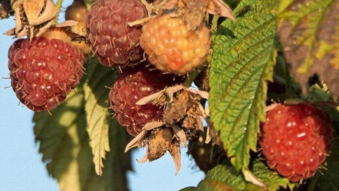 Die Himbeere (diese Aufnahme entstand im Gr&uuml;mpeltal bei Wilhelmsthal) ist schon seit dem Altertum als Heilpflanze bekannt. Der Gehalt an Vitamin C, Kalium und Fruchts&auml;uren f&ouml;rdert die Abwehrkr&auml;fte und die Wundheilung, sagen die Fachleute. Im Mittelalter wurde sie vor allem in Kl&ouml;stern kultiviert. Bis in die 1960er Jahre sammelte man im Frankenwald Heidel- und Himbeeren in den W&auml;ldern als Nebenverdienst und f&uuml;r den Eigenbedarf. Foto: Roland Sch&ouml;nm&uuml;ller