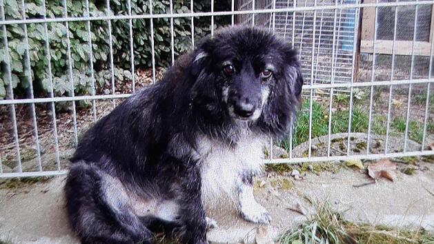 Tierheim Lichtenfels: Hund Aian