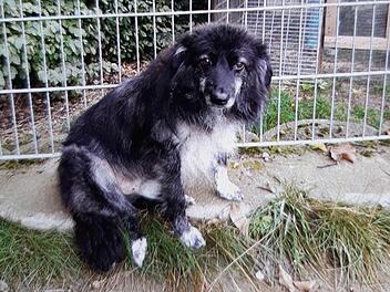 Tierheim Lichtenfels: Hund Aian