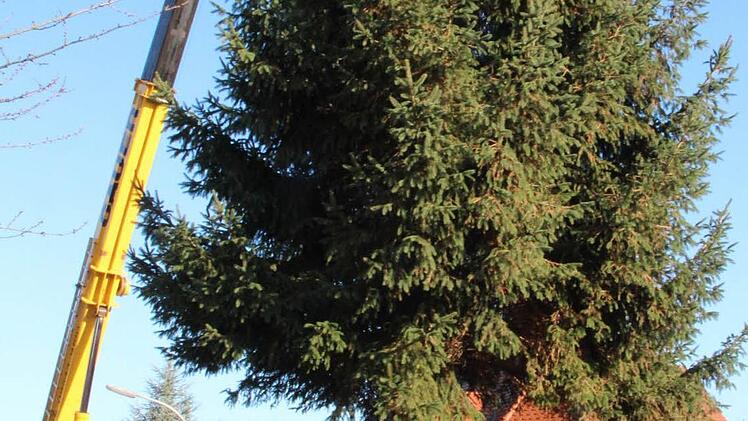 Geschafft: Die Fichte hängt am Haken des Lastkrans und wird nun verladen. Gleich tritt der Baum seine Reise zum Forchheimer Rathausplatz an.   Fotos: Josef Hofbauer
