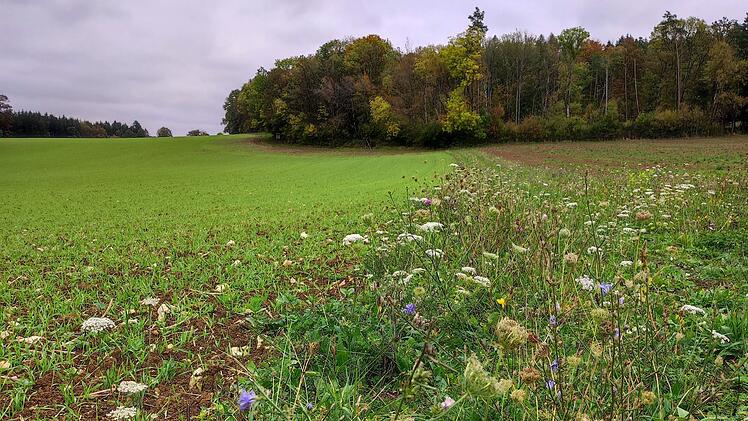 Nürnberger Land säht einen Hektar Feldraine und fördert Artenvielfalt