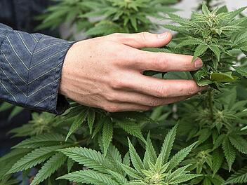 Das sei alles für den Eigenbedarf gedacht gewesen, beteuerten zwei Angeklagte vor dem Erlanger Amtsgericht. Allerdings kauften ihnen Richter und Staatsanwalt das angesichts der großen produzierten Menge Marihuana nicht ab. Symbolfoto: Archiv