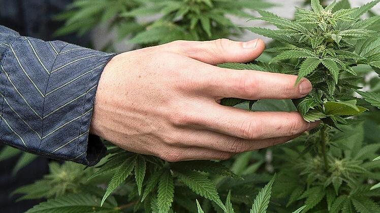 Das sei alles für den Eigenbedarf gedacht gewesen, beteuerten zwei Angeklagte vor dem Erlanger Amtsgericht. Allerdings kauften ihnen Richter und Staatsanwalt das angesichts der großen produzierten Menge Marihuana nicht ab. Symbolfoto: Archiv
