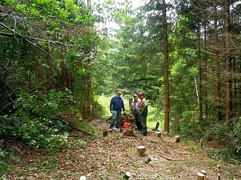 Die Pflege der Trinkwasserquellen und des umliegenden Areals wurde nach Meinung der Freien Wähler Nordhalben vernachlässigt. Im Bild: Einige Helfer, die den 20-jährigen Baumbestand auf der Zuleitungstrasse beseitigten. Foto: Michael Pöhnlein