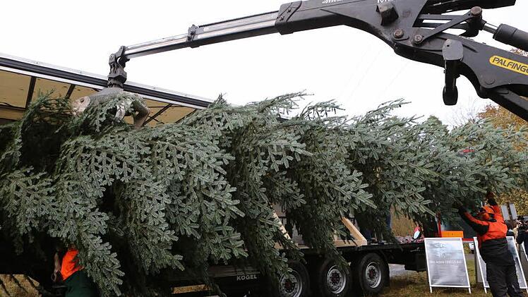 Der Baum wird in den Lkw verladen. Foto: Barbara Herbst