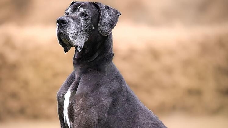 Tierheim Kronach mit Appell: Hund Jasha wurde abgegeben - "können uns sein Futter nicht mehr leisten"