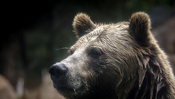 Grizzlybär-Bestände in den Rocky Mountains erholen sich
