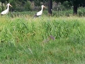 Ein Weiher und saftiges Gras drumherum - das lockt die Jungstörche gerade in der derzeitigen Trockenzeit für ihre Futtersuche an. Nahe Sauerheim haben sich annähernd 30 Tiere versammelt.  Fotos: Heinz Czellnik