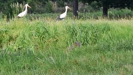 Ein Weiher und saftiges Gras drumherum - das lockt die Jungstörche gerade in der derzeitigen Trockenzeit für ihre Futtersuche an. Nahe Sauerheim haben sich annähernd 30 Tiere versammelt.  Fotos: Heinz Czellnik