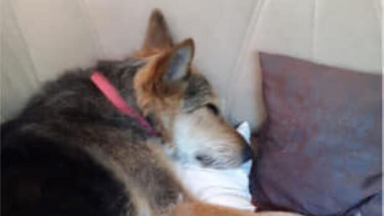 Tierheim Pfaffengrün: Hund "Erwin" sucht dringend neues zu Hause - Herrchen von süßem Mischling verstorben