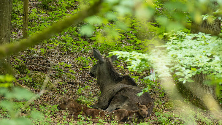 Elch-Zwillinge im Wildpark Hundshaupten geboren