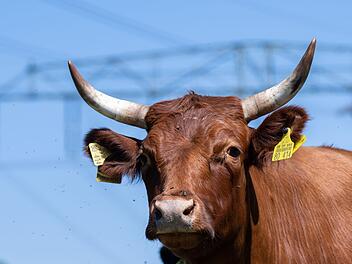R&ouml;ttingen: Bulle rennt Tierhalter um - Mann (33) schwer verletzt in Klinik eingeliefert