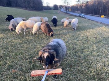 Schafe ausgeb&uuml;xt - Beamten &uuml;bernehmen Hirtenjob mit einem Besen