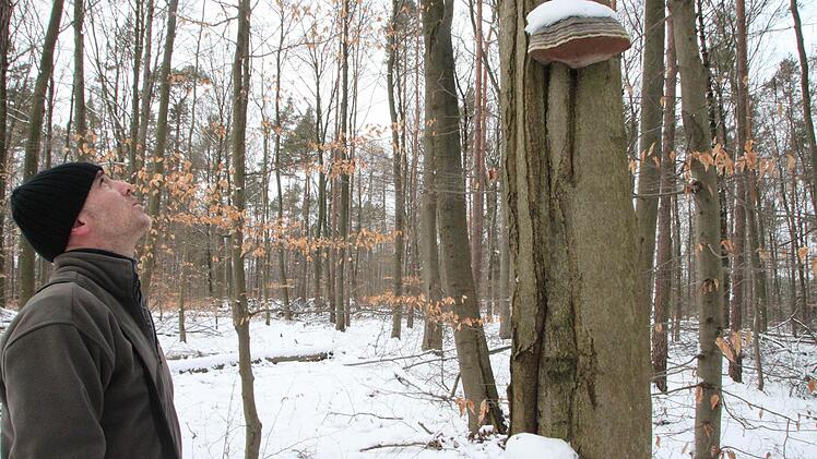 Diese Buche wurde nicht gefällt. Sie bleibt stehen und gibt anderen Waldbewohnern Nahrung, wie diesen Baumschwämmen.Foto: Heike Beudert