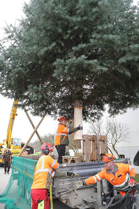 Christbaum kommt aus Schlaifhausen  auf den Forchheimer Rathausplatz