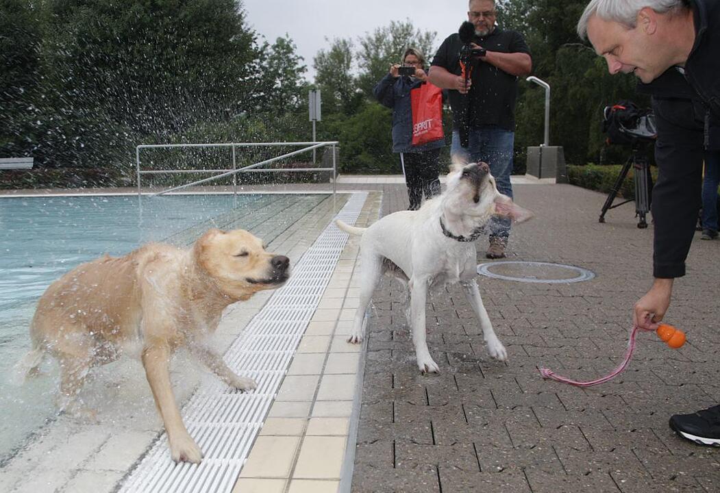 Hundeschwimmen im Kitzinger Freibad