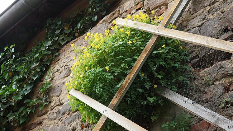 Gelber Lerchensporn hat sich zwischen Ziegelsteinen eingenistet.