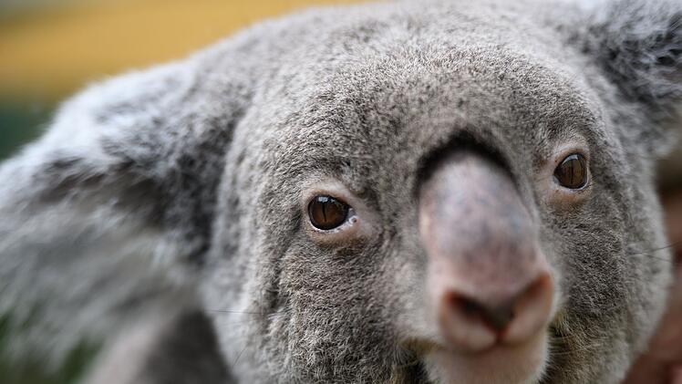 Großes Koala-Nationalparkprojekt in Australien