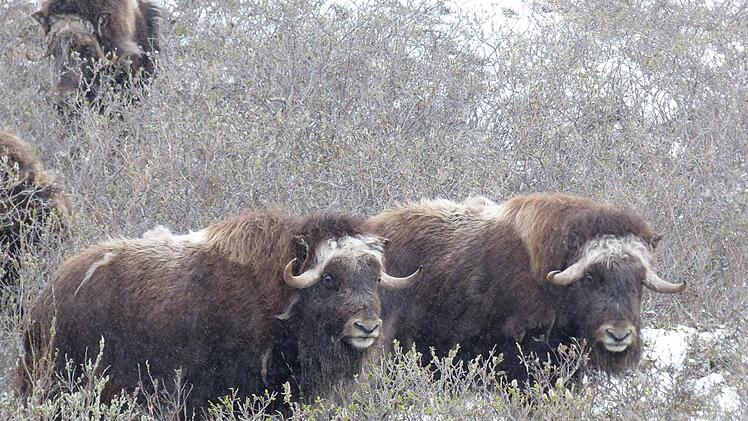 Urw&uuml;chsig und kraftstrotzend. Hoch im Norden Alaskas leben diese Moschusochsen. Foto: Manfred Wagner
