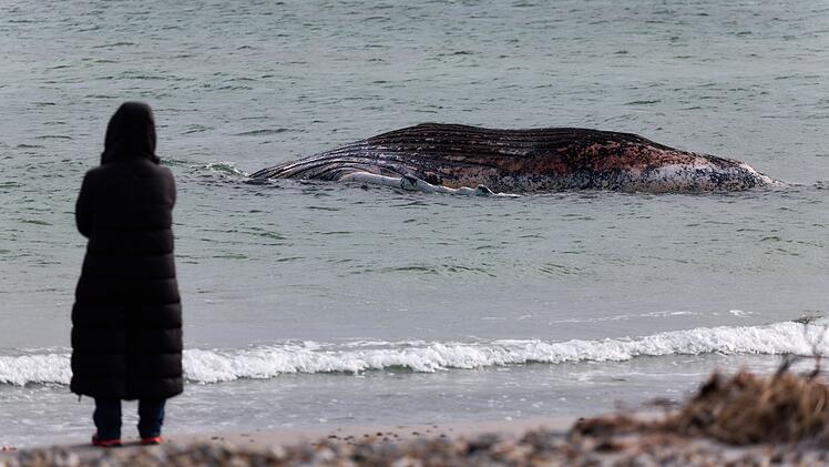 Toter Wal vor d&auml;nischer Insel Anholt entdeckt