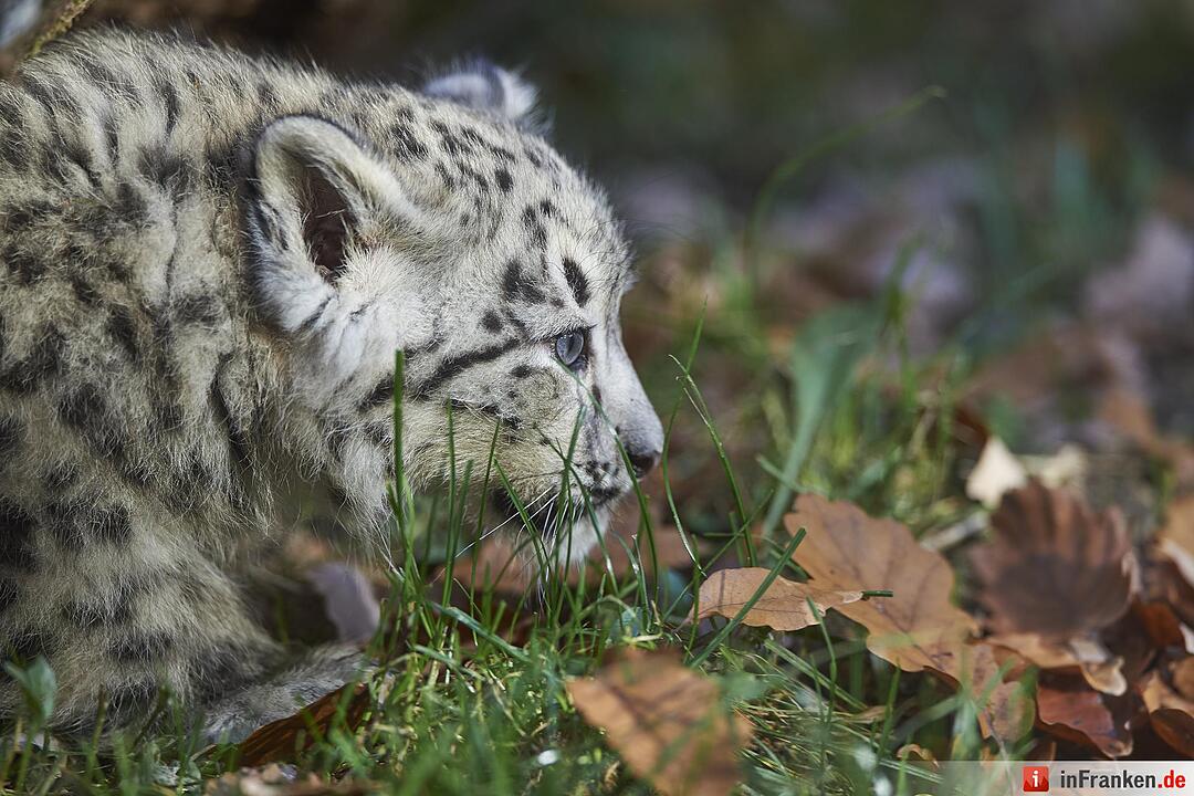 Junge Schneeleoparden im Tiergarten
