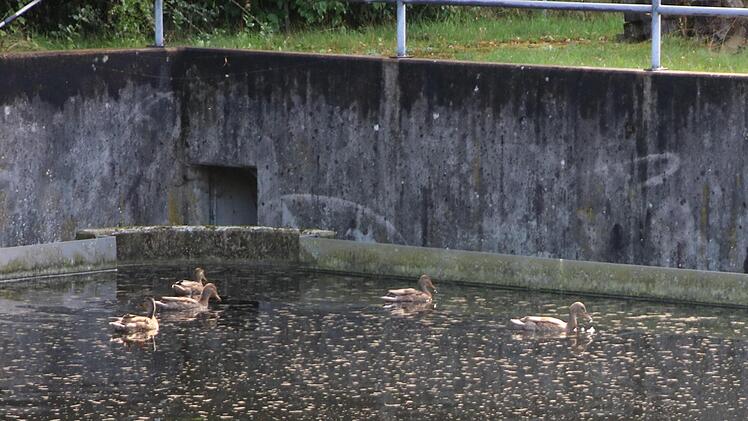 In einem der Klärbecken fühlen sich die Enten sehr wohl. Foto: Klaus Klaschka