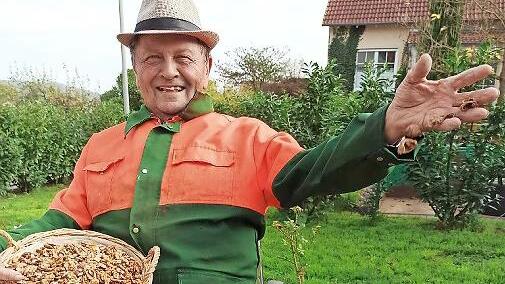 Der 76-jährige Waldemar Schneider hat bis zum heutigen Tag 65 Kilogramm Walnüsse geknackt.