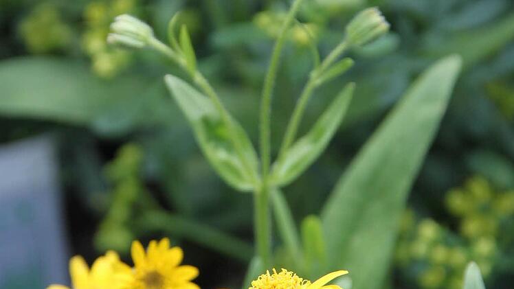 Bilder aus teilnehmenden Gärten Foto: Jürgen Gärtner