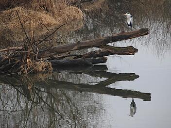 Ein Reiher spiegelt sich in der Saale. Foto: Heike Beudert