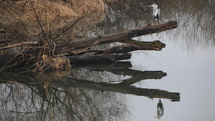 Ein Reiher spiegelt sich in der Saale. Foto: Heike Beudert