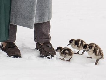 Vier Nilgansküken picken im Schnee am Schuh einer Spaziergängerin. Das Wochenende verspricht Ski- und Rodelwetter - allerdings nicht überall. Nur Teile  Frankens können sich über Neuschnee freuen.     Foto: Fabian Sommer/dpa