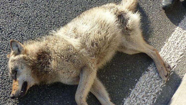Tote Wölfin, gefunden im März auf der A 73 bei Erlangen  Foto: Polizei Mittelfranken
