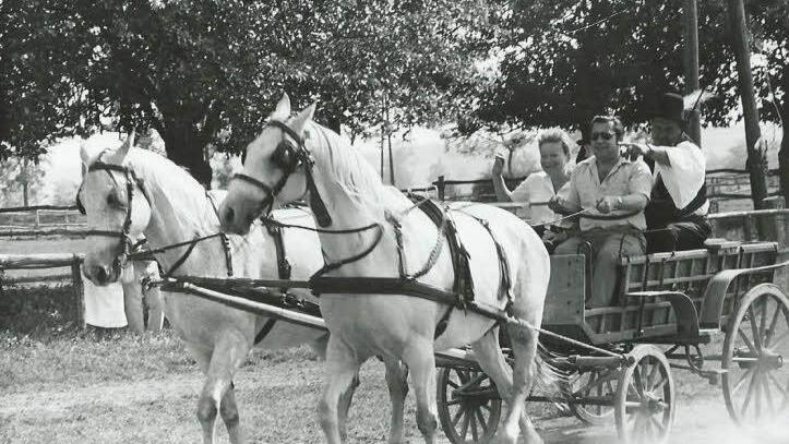 Rossig gings in Ungarn 1986 zu: Dort bekam Adam Ort (auf dem Kutschbock) sogar eine Urkunde. Weil er einen Hindernislauf im Zweiergespann fehlerlos passierte, wurde er zum "Ehrenkutscher" ernannt.