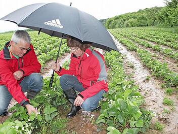 In den Erdbeerfeldern von Agnes und Claus Schmitt steht das Wasser. Doch die Blüte ist gut. Sie rechnen, dass ab Mitte Juni die Ernte beginnen kann und hoffen, dass die Plantage dann abgetrocknet ist. Foto: Heike Beudert