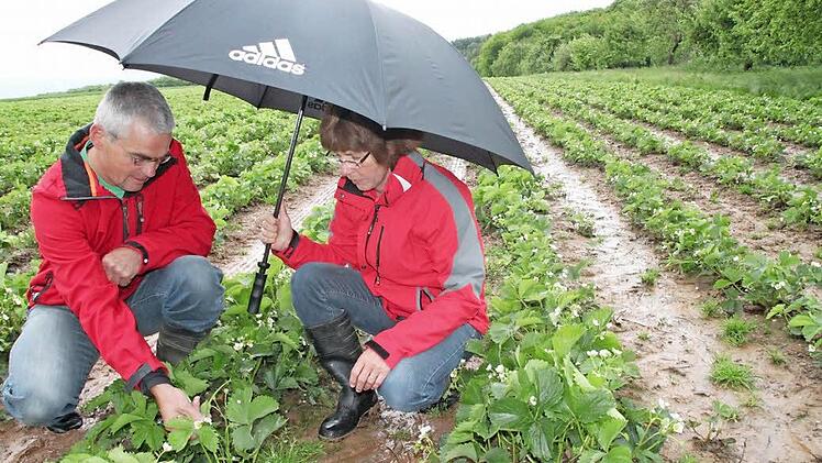 In den Erdbeerfeldern von Agnes und Claus Schmitt steht das Wasser. Doch die Blüte ist gut. Sie rechnen, dass ab Mitte Juni die Ernte beginnen kann und hoffen, dass die Plantage dann abgetrocknet ist. Foto: Heike Beudert