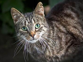 Symbolfoto: Jens Büttner/dpa