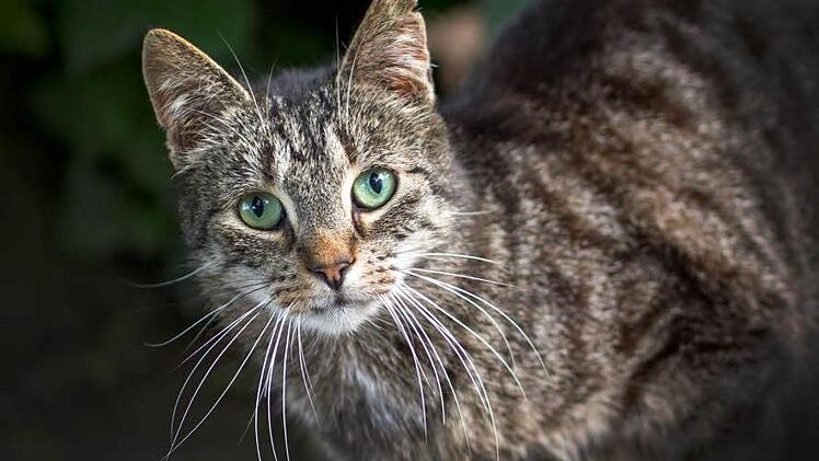 Symbolfoto: Jens Büttner/dpa