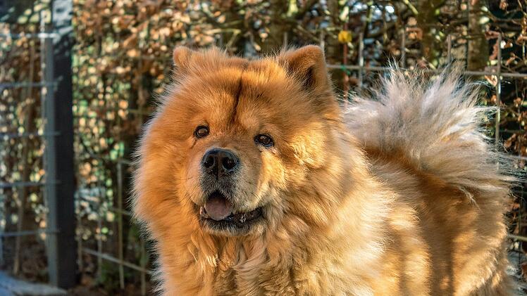 Am chinesischem Kaiserhof wurde der Cho-Chow als Schmuckhund gehalten.