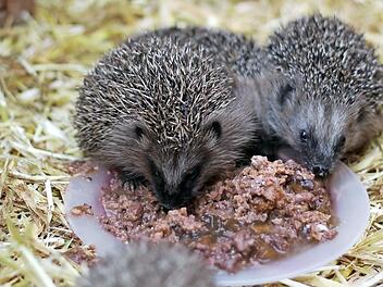 Igel - wie diese hier, 2019 im Tierheim Haßberge aufgepäppelt - mögen gerne Fleischfutter, Milch kann tödlich sein. Foto: Teresa Hirschberg/Archiv