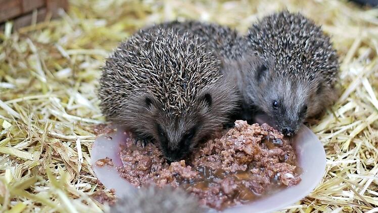 Igel - wie diese hier, 2019 im Tierheim Haßberge aufgepäppelt - mögen gerne Fleischfutter, Milch kann tödlich sein. Foto: Teresa Hirschberg/Archiv