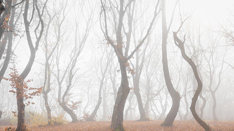 Hoia-Baciu-Wald Hoia Baciu Spukwald Geisterwald Transsilvanien Rum&auml;nien Cluj-Napoca Herbst Nebel Nebeltag Wald B&auml;ume Verdrehte B&auml;ume Mystisch Paranormal Aktivit&auml;t Unerkl&auml;rliche Ereignisse UFO Legenden Mythos Atmosph&auml;re Stille G&auml;nsehaut Unheimlich Dark Tourism Horror Reiseziele Europa Gruselige Orte Wanderung Nachtwanderung Fotomotiv Natur Reise Inspiration Schauer